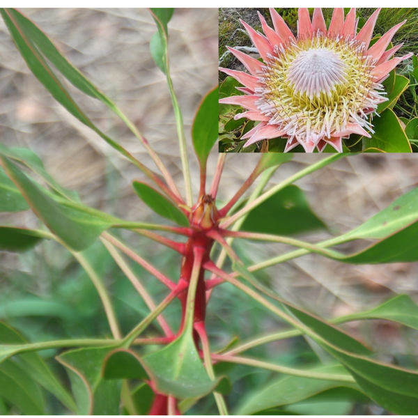 Pink king protea - Cynaroides plant
