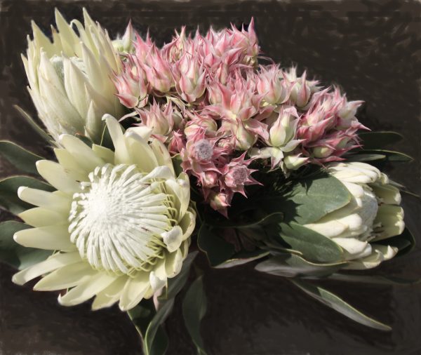 White King protea - Arctic Ice - Image 4