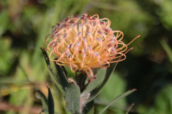 Variety of protea pincushions - Image 2