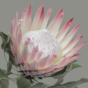 Pink king protea - Cynaroides