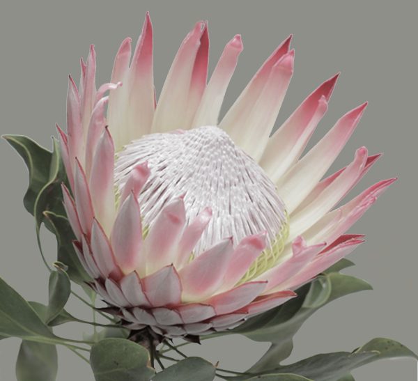 Pink king protea - Cynaroides