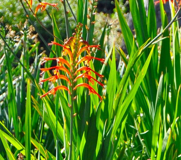 African Flag - Chasmanthe Floribunda