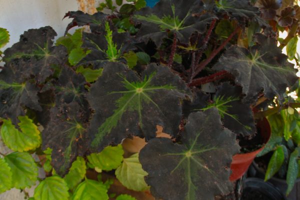 Star leaf Begonia