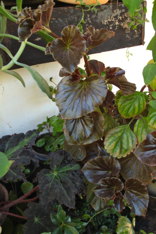 Wax Begonia