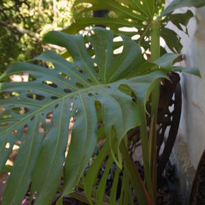 Delicious monster - Monstera