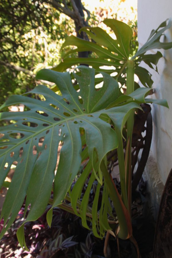 Delicious monster - Monstera