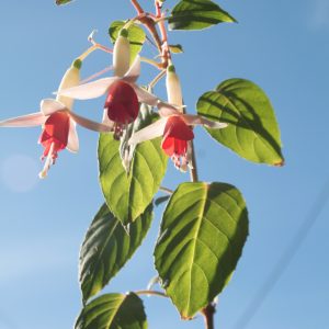 Hummingbird fuchsia - Fuchsia Magellanica