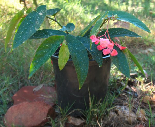 Angel wing begonia