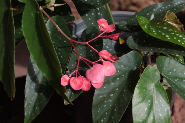 Angel wing begonia