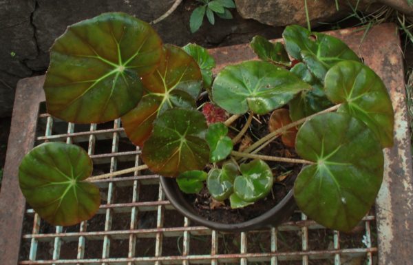 Beefsteak Begonia