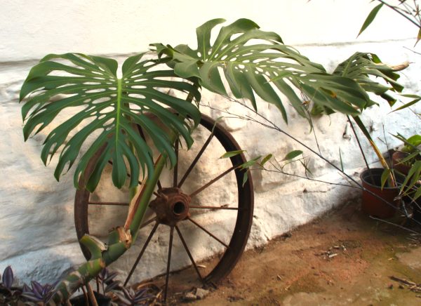 Delicious monster - Monstera
