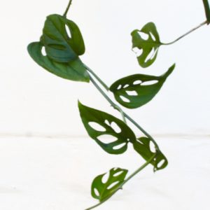 Swiss cheese plant - Monstera Adansonii