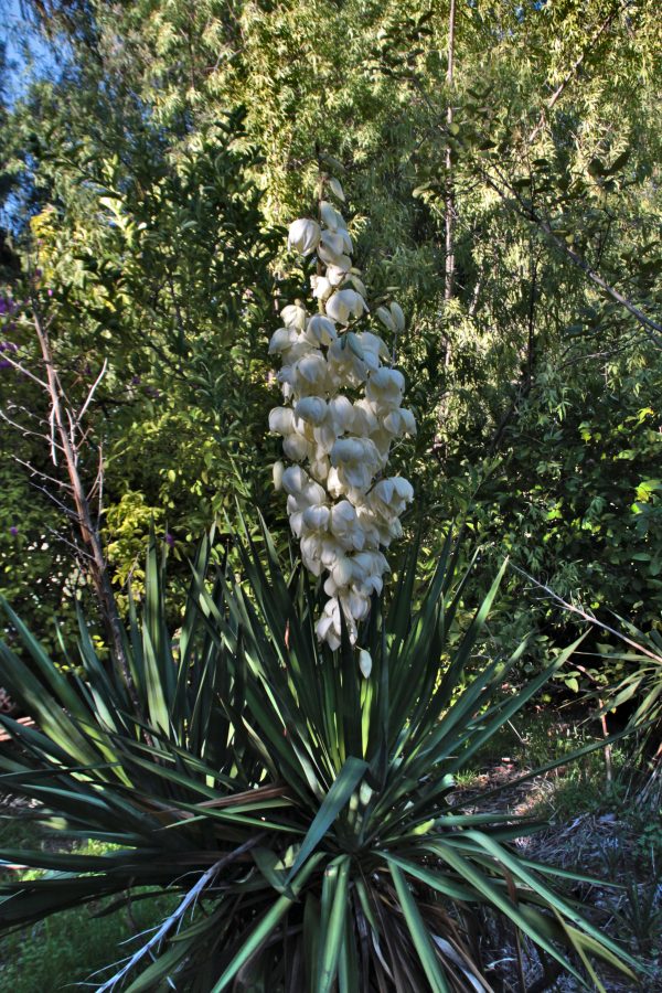 Spanish bayonet - Yucca Aloifolia - Image 2
