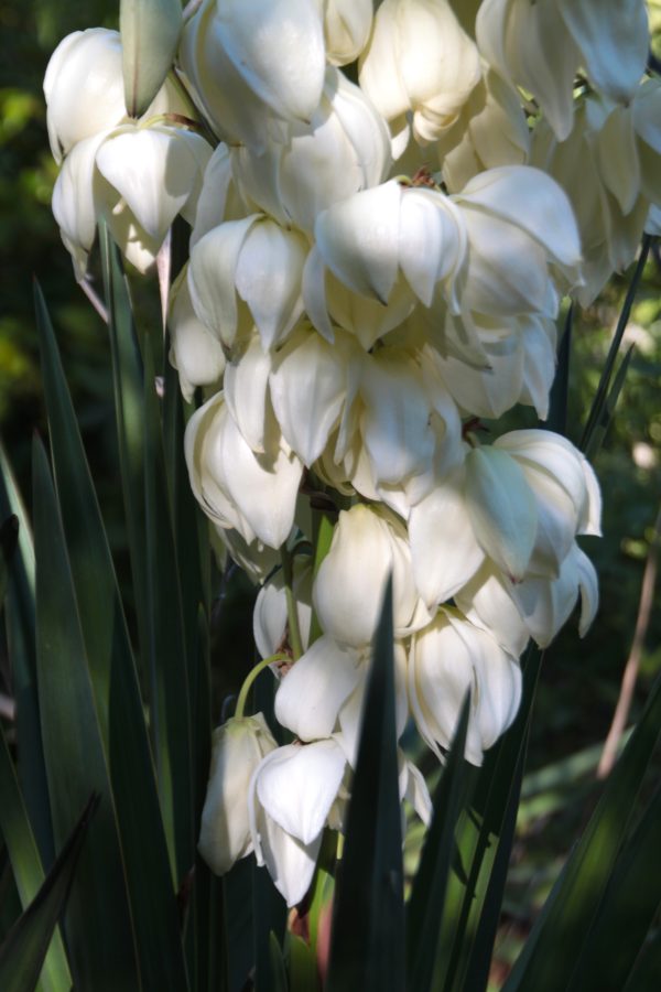 Spanish bayonet - Yucca Aloifolia - Image 3