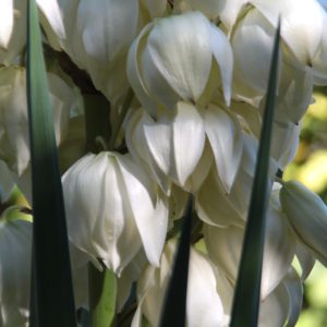 Spanish dagger - Yucca Aloifolia