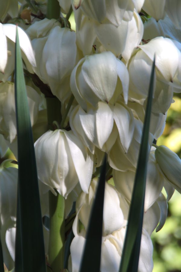 Spanish dagger - Yucca Aloifolia