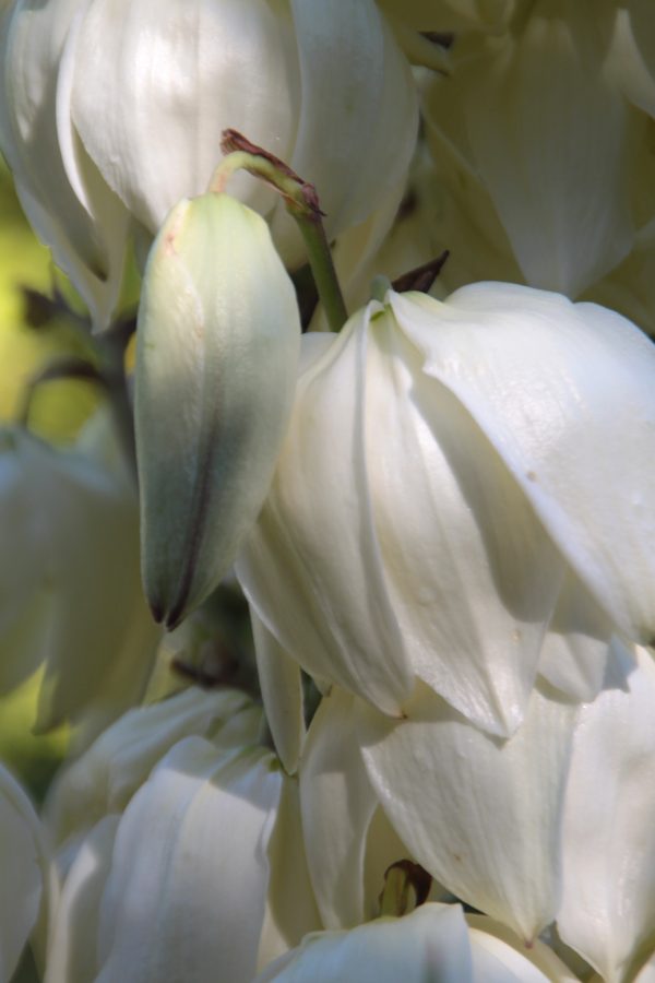 Spanish bayonet - Yucca Aloifolia - Image 4