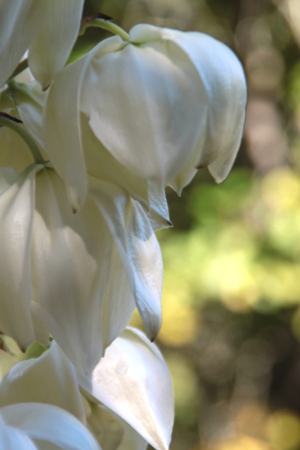 Spanish bayonet - Yucca Aloifolia - Image 5