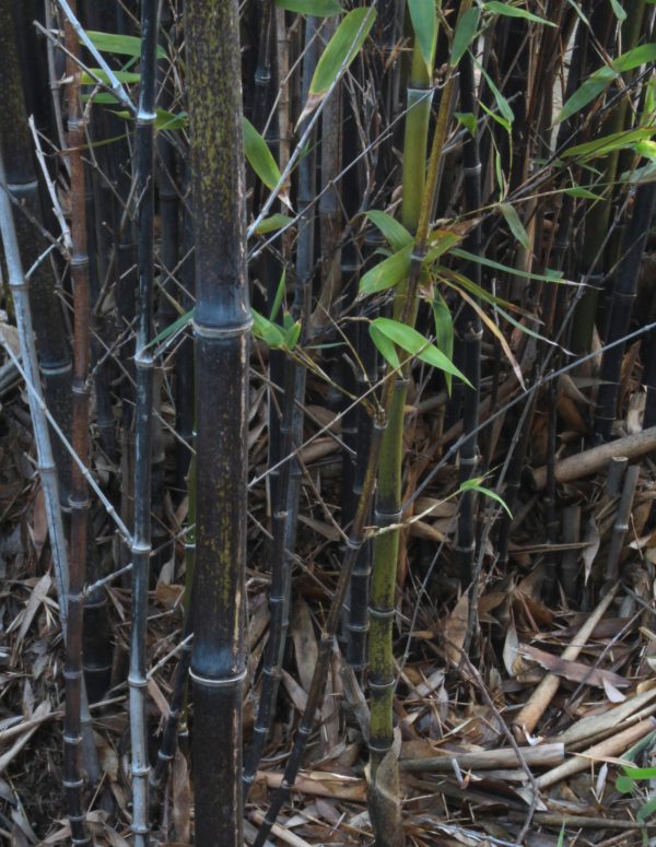 Black bamboo -Phyllostachys nigra