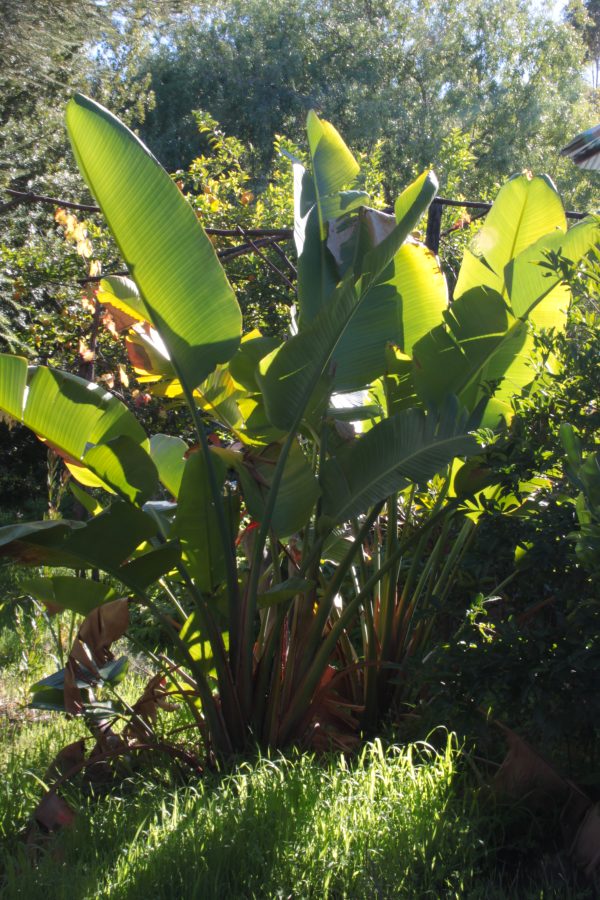 Wild banana - Strelitzia Nicolai - Image 2