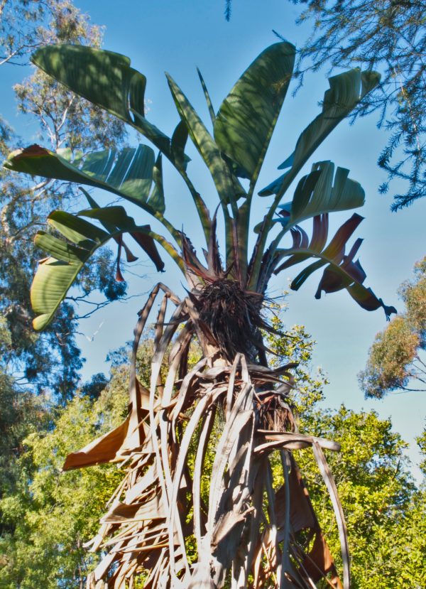 Wild banana - Strelitzia Nicolai - Image 3