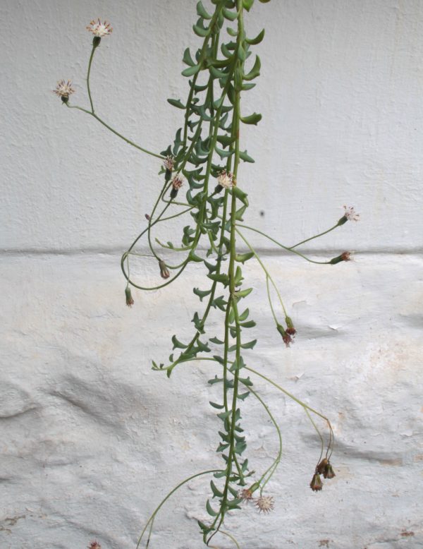 String of dolphins Curio peregrinus