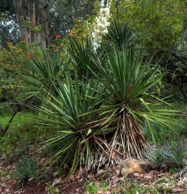 Spanish bayonet - Yucca Aloifolia - Image 6
