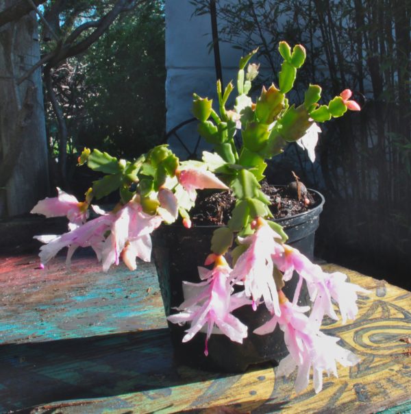 Christmas cactus - Schlumbergera truncata - Image 6