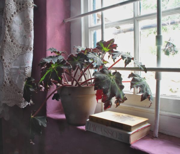 Star leaf Begonia