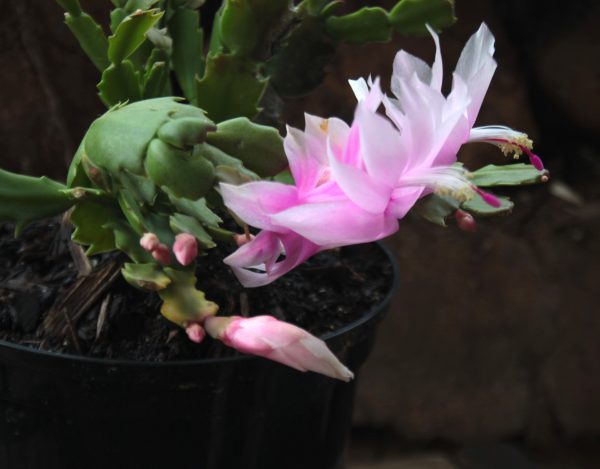 Christmas cactus - Schlumbergera truncata - Image 2