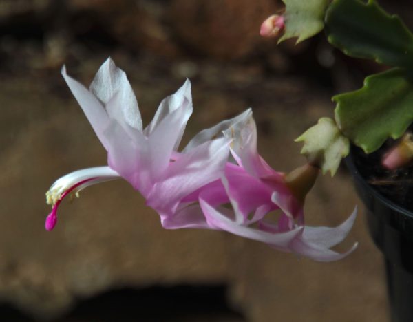 Christmas cactus - Schlumbergera truncata