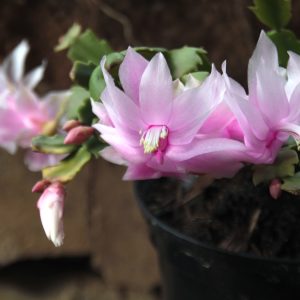 Christmas cactus - Schlumbergera truncata