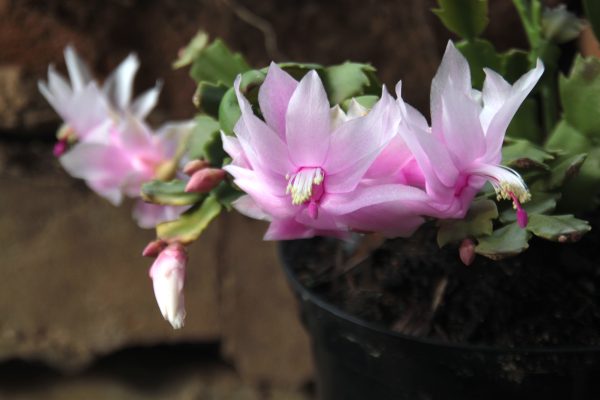 Christmas cactus - Schlumbergera truncata