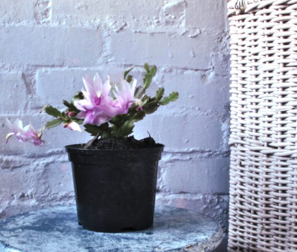 Christmas cactus - Schlumbergera truncata - Image 3