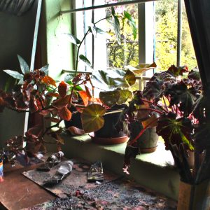 Begonia plant varieties