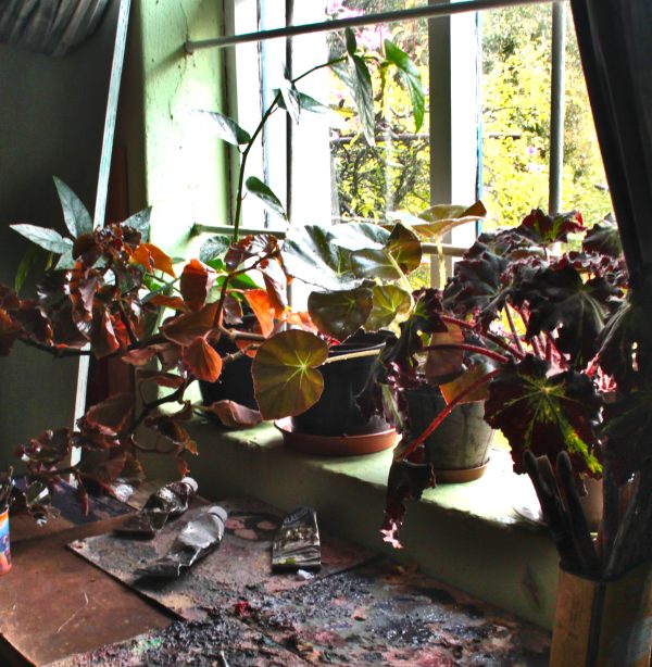 Begonia plant varieties