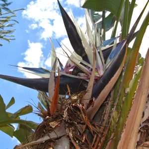 Wild banana - Strelitzia Nicolai