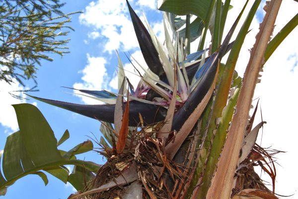 Wild banana - Strelitzia Nicolai