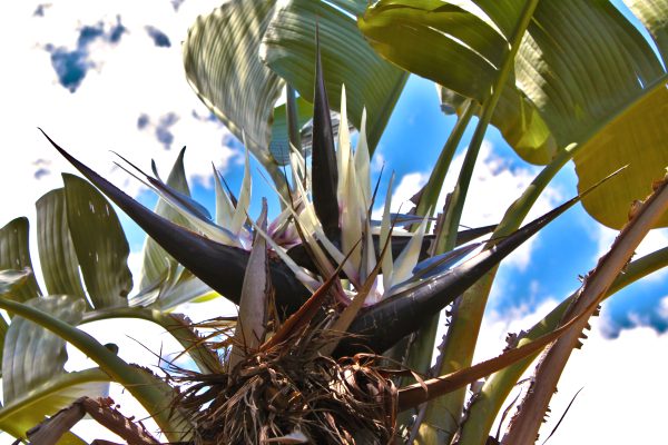 Wild banana - Strelitzia Nicolai - Image 4