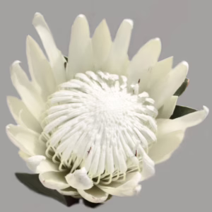 White King protea plant