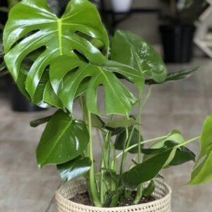 large monstera
