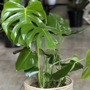 Large Monstera