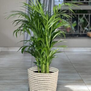 Large Bamboo