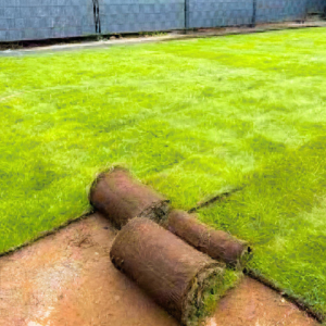 Artificial Grass